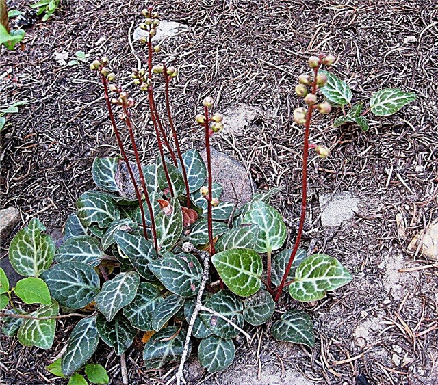 Pyrola Plant Info - Lær om ville Pyrola blomster