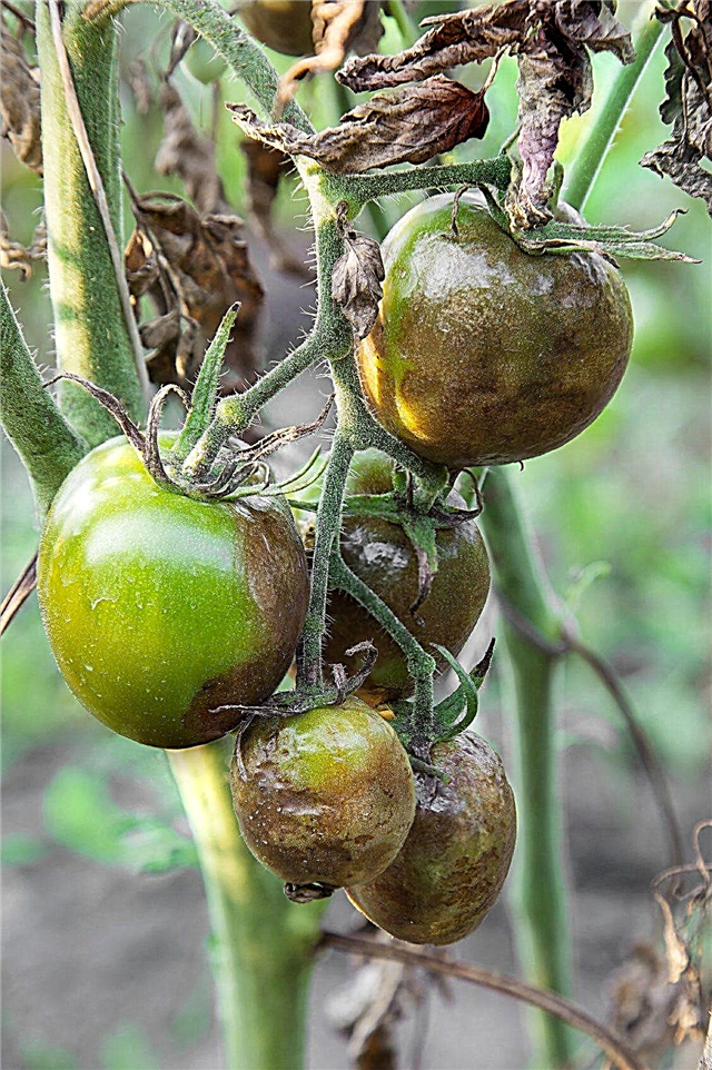 Sind mit Seuchen infizierte Tomaten essbar?