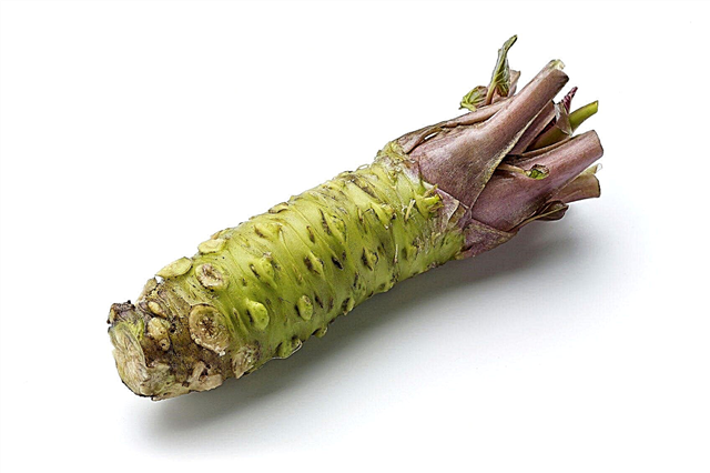 Over Wasabi-planten: kun je een Wasabi-groentewortel laten groeien