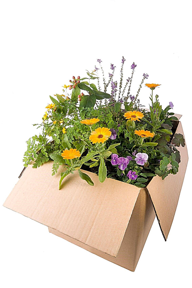Come spedire le piante: consigli e linee guida per la spedizione di piante vive per posta