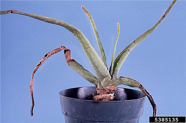 Aloe có lá dính - Lý do cho một cây lô hội dính