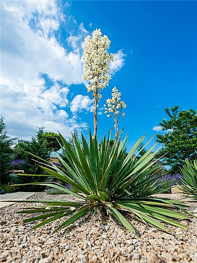 Yucca Plant Blooms: Comment prendre soin du yucca après la floraison