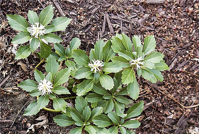 Pachysandra Weeds: Tipy pro odstranění Pachysandra Ground Cover