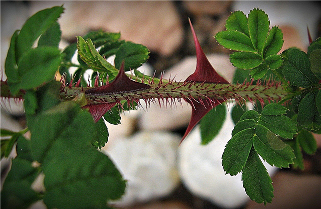 O que é uma planta Wingthorn Rose: Cuidados com as roseiras Wingthorn