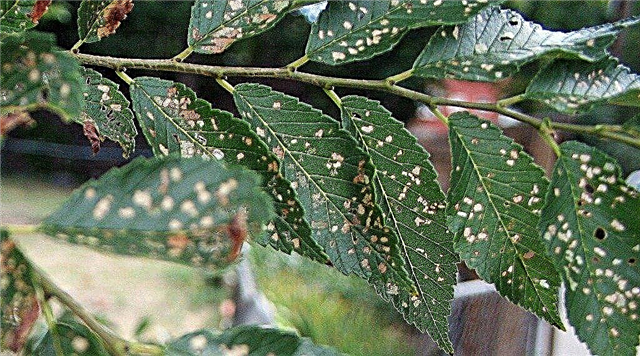 أمراض شجرة الدردار: نصائح في علاج أمراض أشجار الدردار