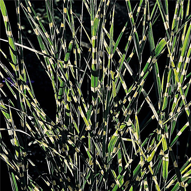 Cuidado de hierba de puercoespín ornamental: Cultivo de hierba de puercoespín