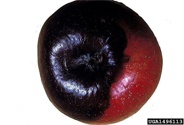 Rot đen là gì: Xử lý Rot đen trên cây táo