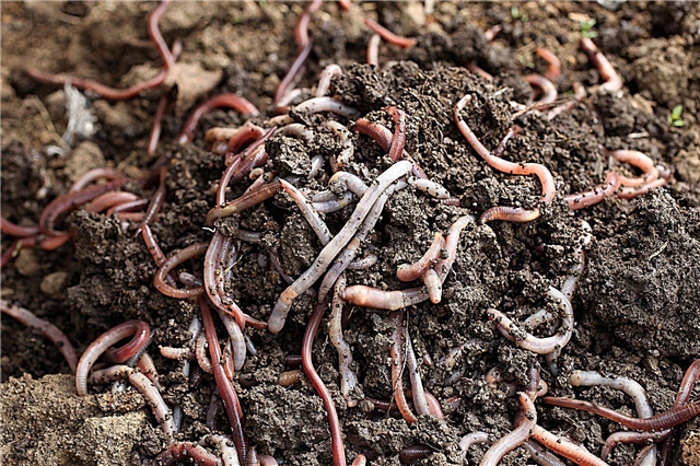 Worms And Vermicomposting: Najlepšie typy červov na Vermicomposting