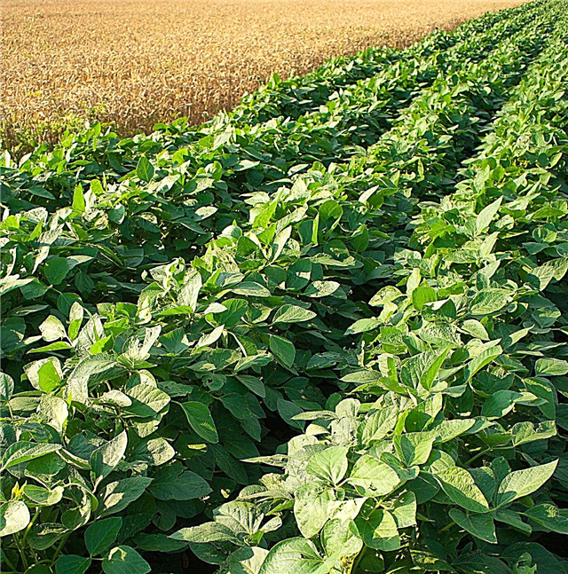Takarónövény-ültetési útmutató: Mikor kell ültetni a takarmánynövényeket