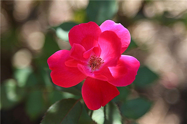 आम नॉक आउट गुलाब की समस्याएं: गुलाब से नॉक आउट के रोग