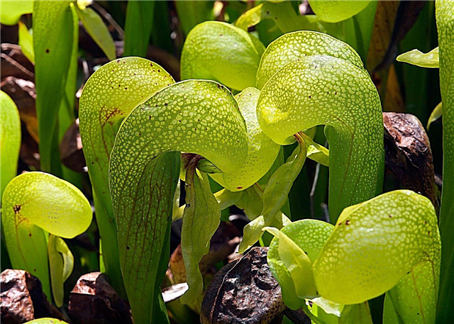 Cobra Lily Care: Dicas para o cultivo de uma planta Cobra Lily