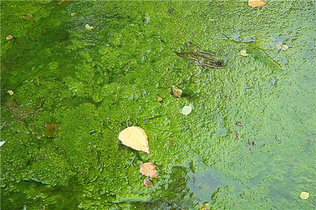 Engrais de jardin d'écume d'étang: pouvez-vous utiliser des algues d'étang pour l'engrais