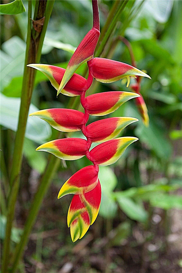 Plantes Heliconia Lobster Claw: Conditions de croissance et soins Heliconia