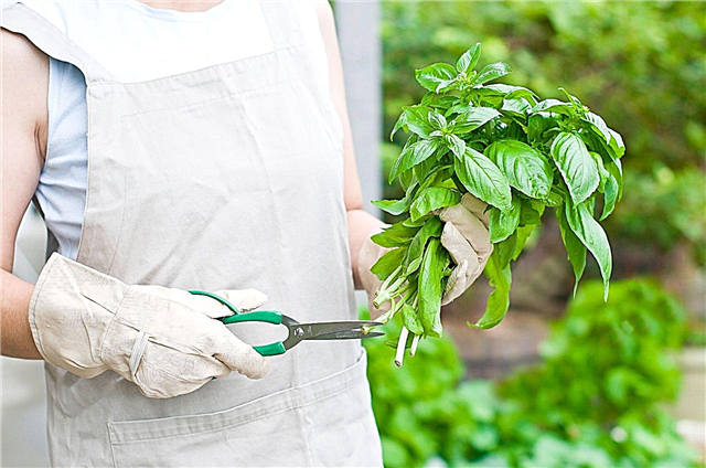 Basilikumblätter abschneiden: Tipps zum Zurückschneiden von Basilikumpflanzen