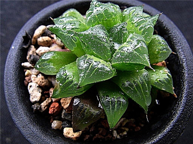 วิธีการเติบโต Haworthia: ข้อมูลเกี่ยวกับการดูแลพืชหน้าต่าง