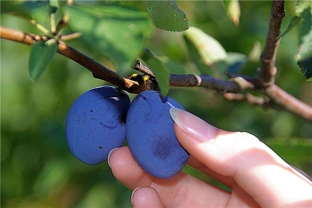 Picking Plum Fruit: Dicas para colher ameixas