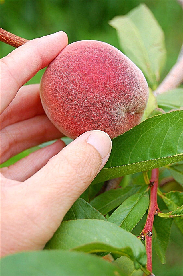 Pfirsichbaumernte: Wann und wie man Pfirsiche pflückt