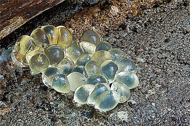 Traitement des œufs d'escargot / de limace: à quoi ressemblent les œufs de limace et d'escargot