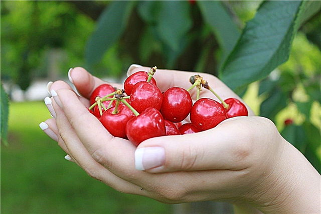Cherry Tree Harvesting: hoe en wanneer kersen plukken