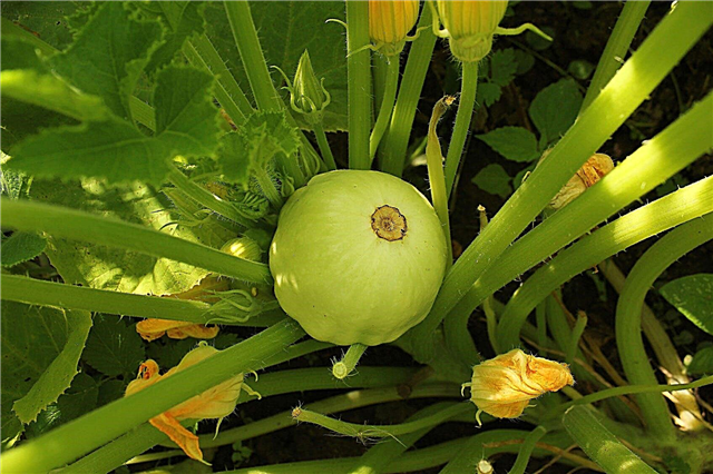 Mẹo trồng sò điệp: Tìm hiểu về Patty Pan Squash Plants