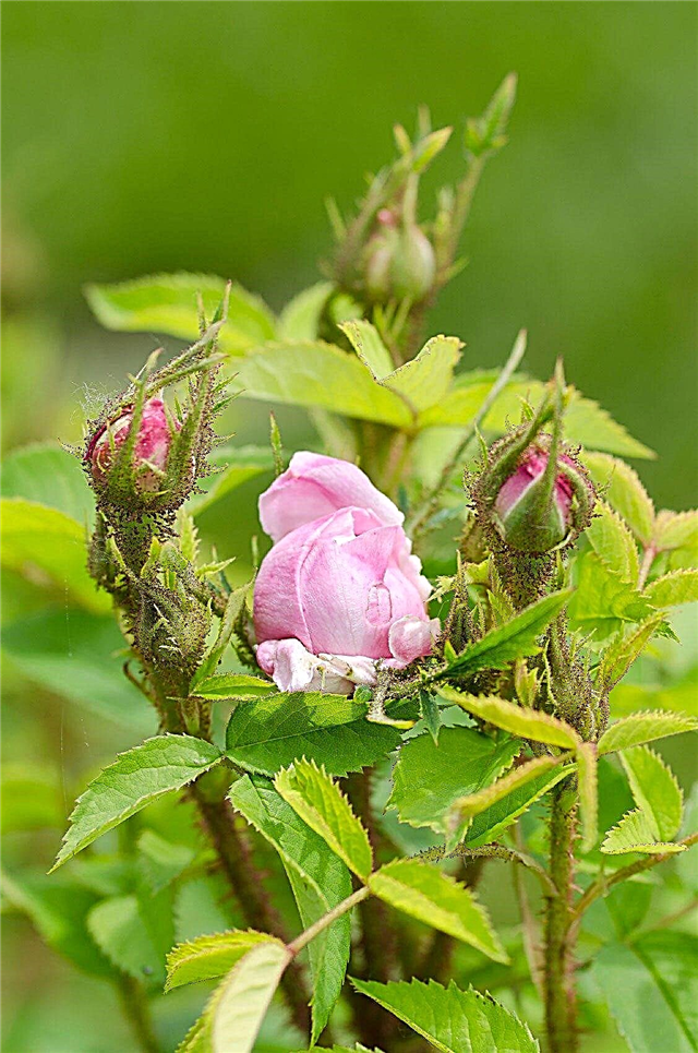 Informații despre deformarea trandafirului: Ce cauzează creșterea deformată a trandafirilor