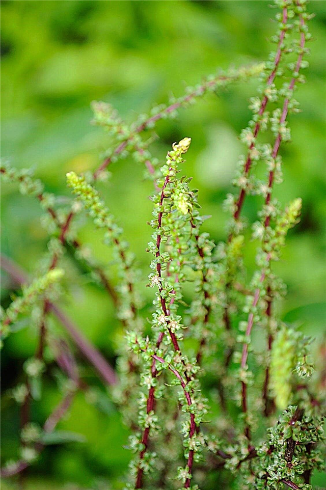 ازدهار نبات البنجر: كيفية تجنب الانشطار في الشمندر