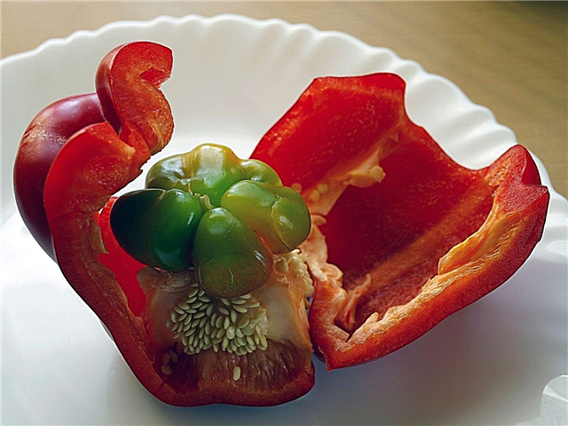 Little Pepper Inside Pepper - Razões para a pimenta crescer em uma pimenta