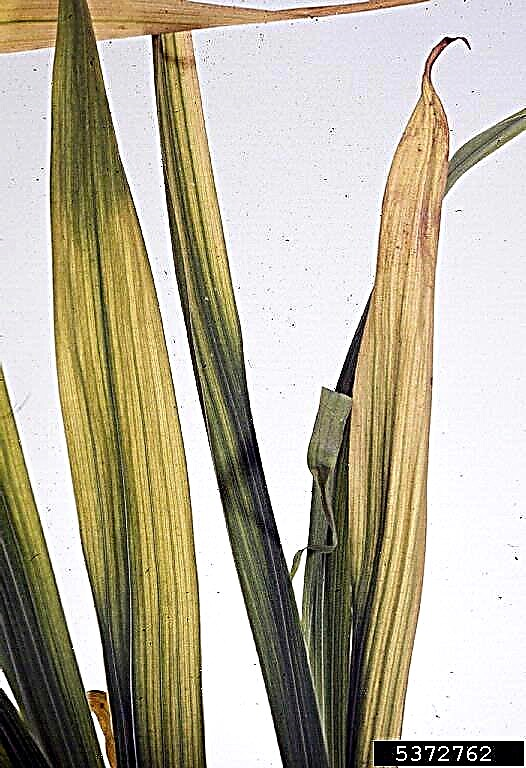 Daun Gladiolus Menjadi Kuning - Apa Yang Perlu Dilakukan Untuk Gladiolus Dengan Daun Kuning