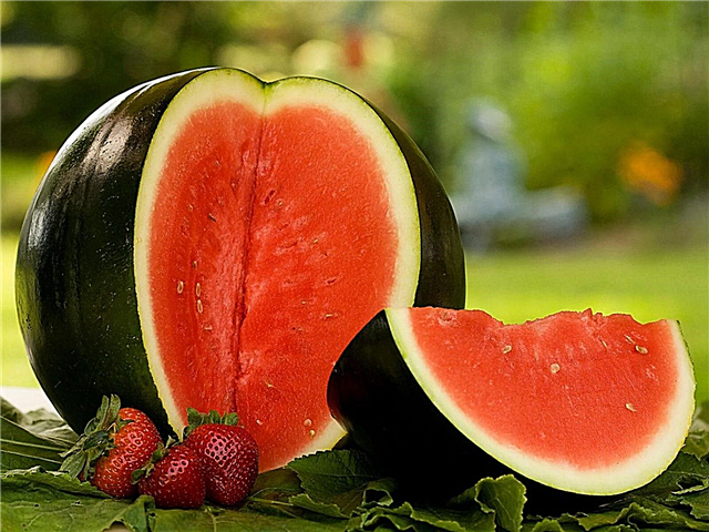 Sugar Baby Cultivation - Tips voor het kweken van een Sugar Baby Watermelon