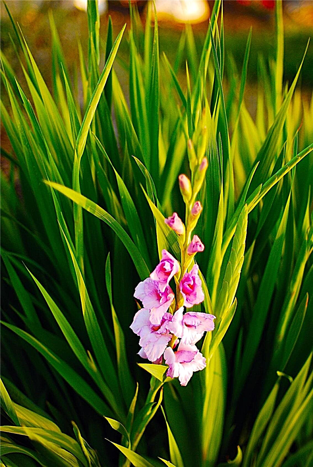 Gladiolus لا تتفتح: نصائح حول الحصول على نبات Gladiolus لتزدهر