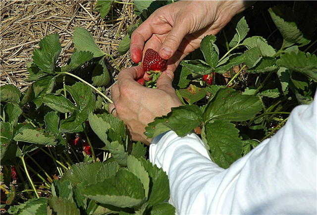 Plukke jordbærfrukt: Når og hvordan høste en jordbær