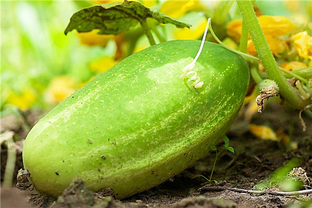 Gurkafrösamling: tips för skörd och räddning av frön från gurka