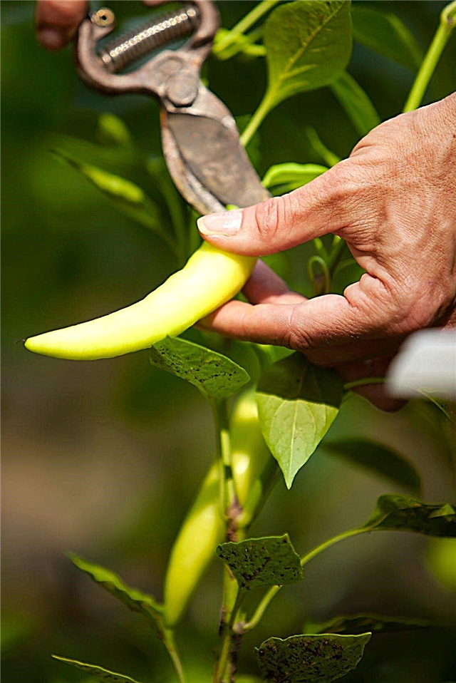 Pepers oogsten: wanneer en hoe een peper te kiezen