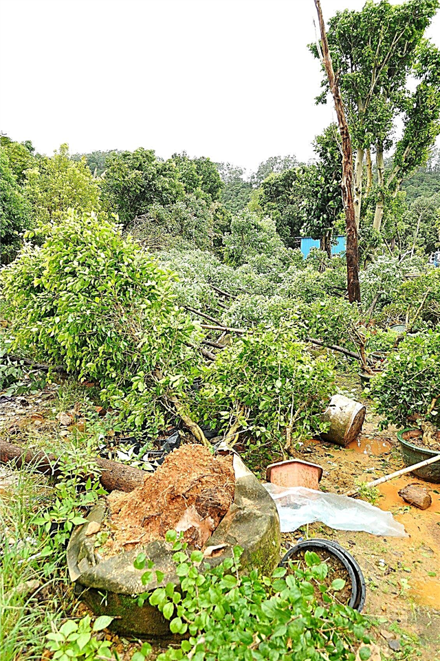 Uragano pažeisti augalai ir sodai: uragano pažeistų augalų išsaugojimas
