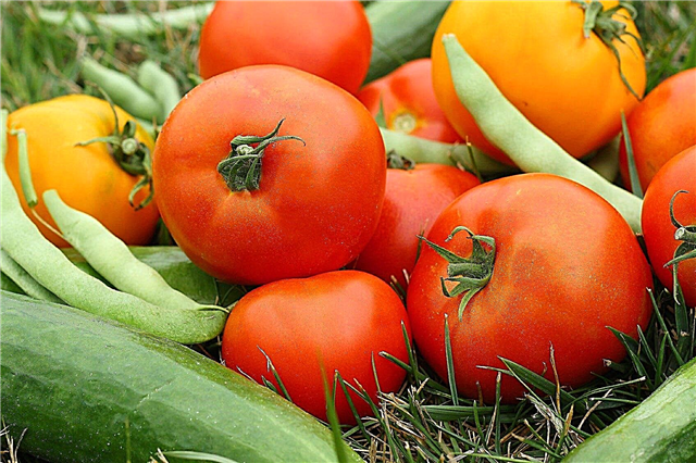 Legumes de bom tempo quente: Cultivo de legumes nas regiões sul