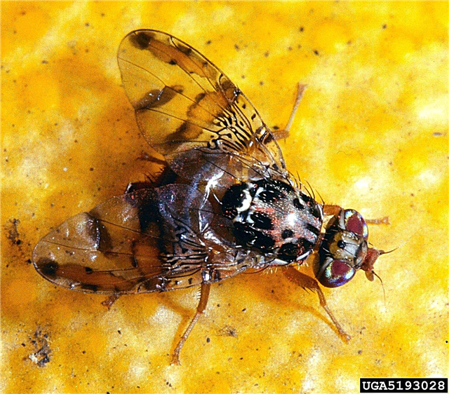 Цитрусове воћне мухе: Заштита цитруса од штетних воћака