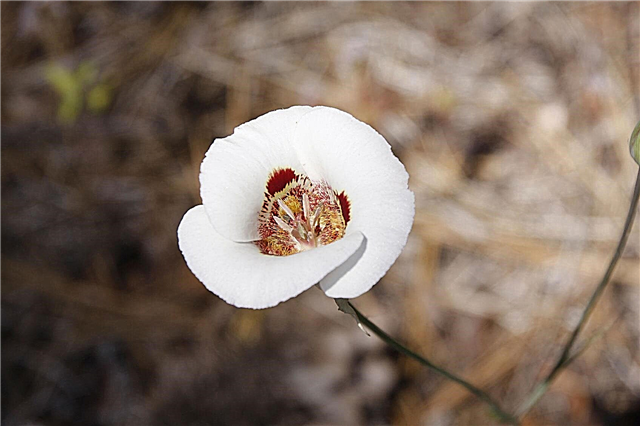 Augošās Mariposa lilijas: Calochortus sīpolu kopšana