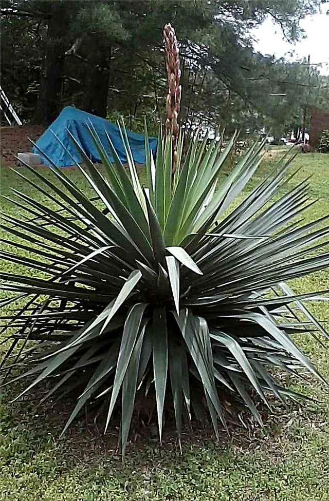 Yucca-plantenvariëteiten: veel voorkomende soorten yuccaplanten