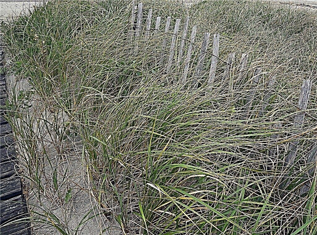 American Beachgrass Care: Plantando Beachgrass en jardines