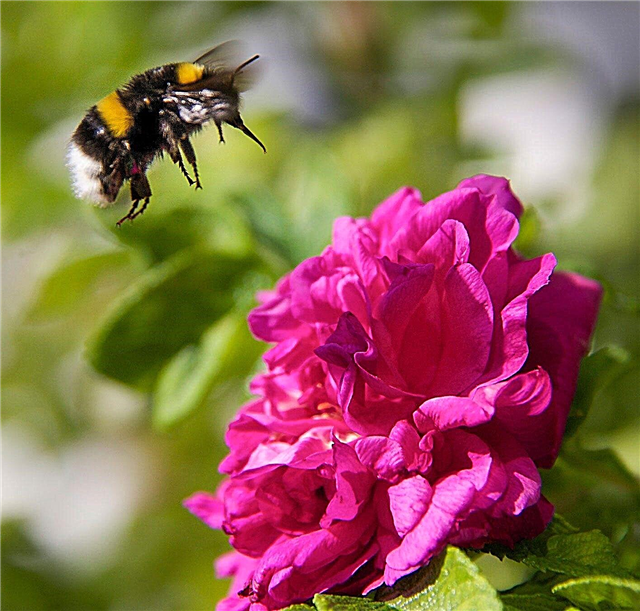 Kako pritegniti čmrljeve čebele: nasveti za privabljanje čebeljih čmrljev na vrt