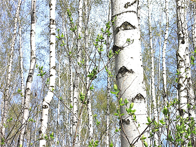 استخدام ورق البتولا: معلومات ونصائح حول زراعة أشجار البتولا الورقية