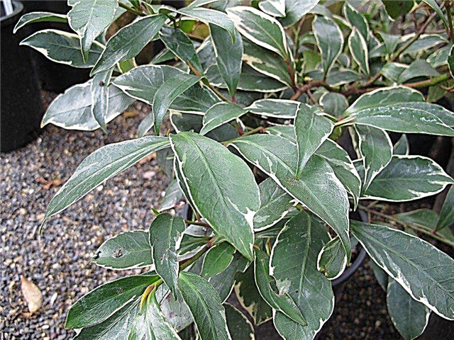 Informação japonesa Cleyera: Como cuidar de um arbusto Cleyera