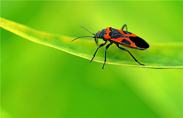 Que sont les punaises de l'asclépiade: la lutte contre les insectes de l'asclépiade est-elle nécessaire?