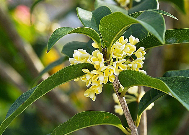 キンモクセイのブッシュの使用：香りのよい茶オリーブの栽培と手入れ