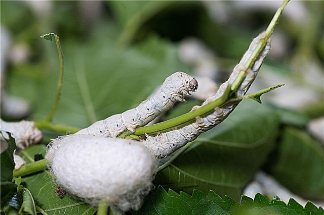 Aprenda sobre bichos-da-seda: mantendo bichos-da-seda como animais de estimação para crianças