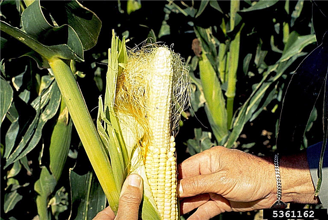Mauvaise production de grains: pourquoi n'y a-t-il pas de grains sur le maïs