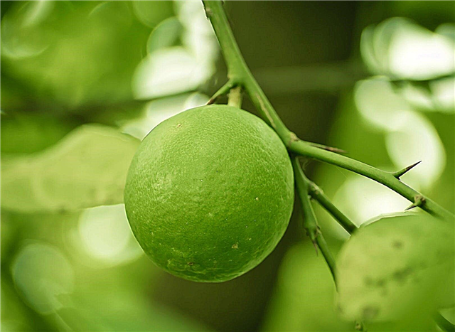 Les citrons ne jaunissent pas: pourquoi mes citrons restent-ils verts?