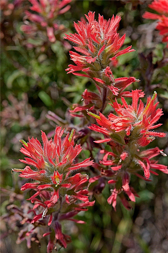Care of Indian Paintbrush Flowers: Indian Paintbrush Wildflower Info