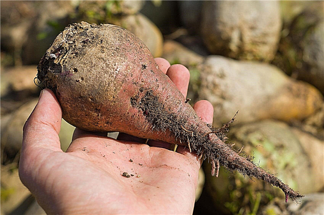 Almacenamiento de vegetales de raíz: cómo almacenar cultivos de raíces en la arena