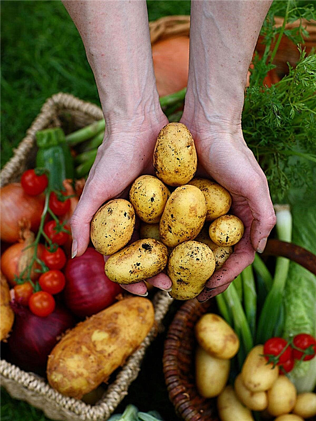 Porady dotyczące przechowywania warzyw: przechowywanie różnych rodzajów warzyw